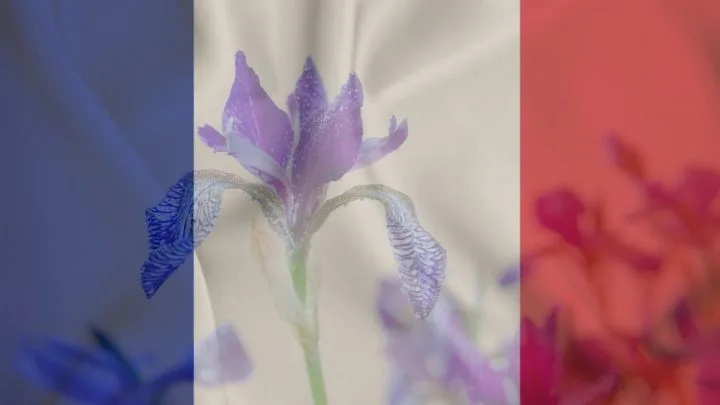 Unveiling the Mystery Behind France’s National Flower, the Fleur De Lis