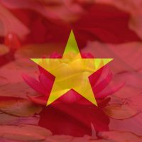 National Flower Of Vietnam Rebirth Lotus Flower