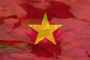 National Flower Of Vietnam Rebirth Lotus Flower