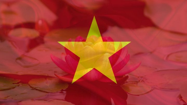 National Flower Of Vietnam: Rebirth Lotus Flower
