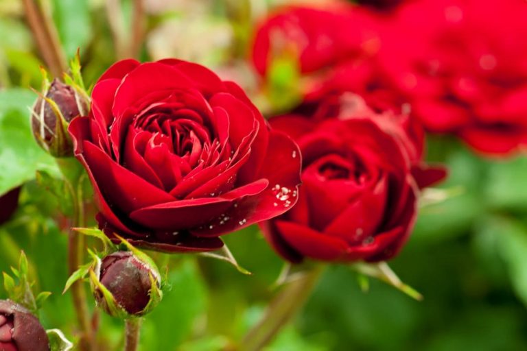 Red Roses and Their Deep Meaning in Love and Relationships