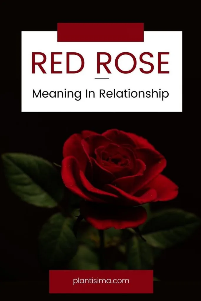 Red Rose Meaning In Relationship pin