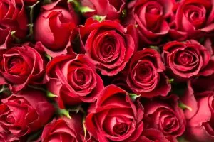 Red-Rose-Meaning-In-Relationship_-Red-Petals-Language