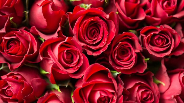 Red Rose Meaning In Relationship: Red Petals Language