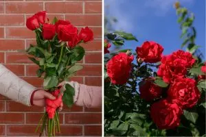 Red Roses and Their Deep Meaning in Love and Relationships