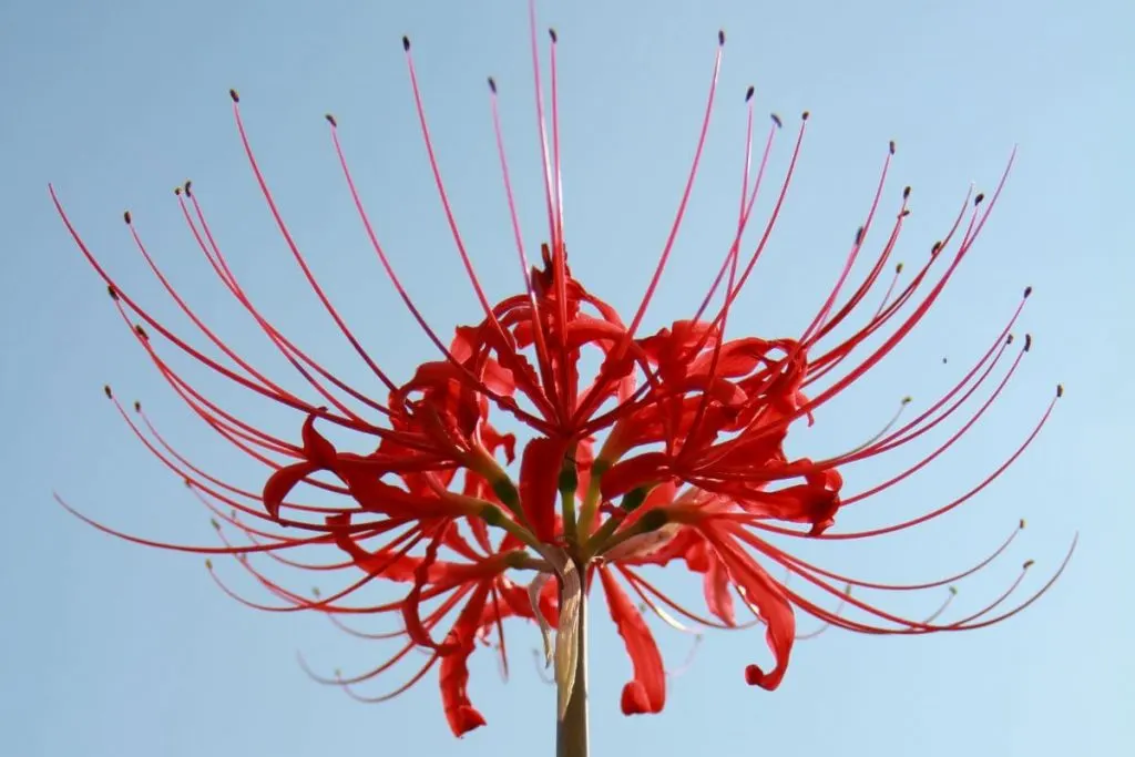 Japan's flower of death - red spider lily 🔴 - Ghibli Community | Facebook