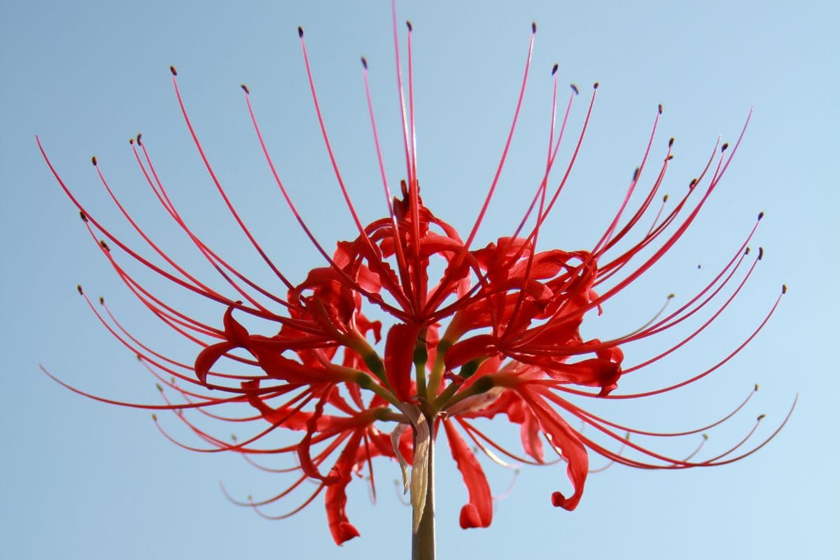 Japanese Death Flower Mysterious Red Spider Lily Plantisima