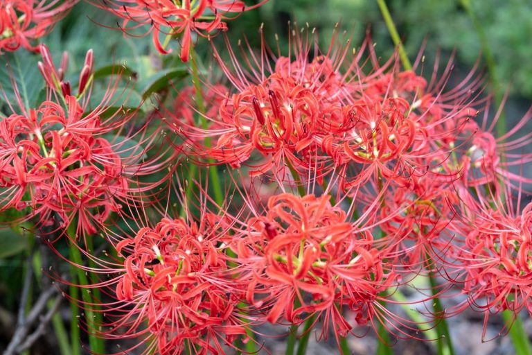 Japanese Death Flower Mysterious Red Spider Lily Plantisima