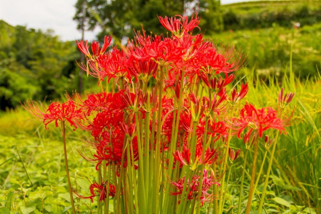 Japanese Death Flower Mysterious Red Spider Lily Plantisima