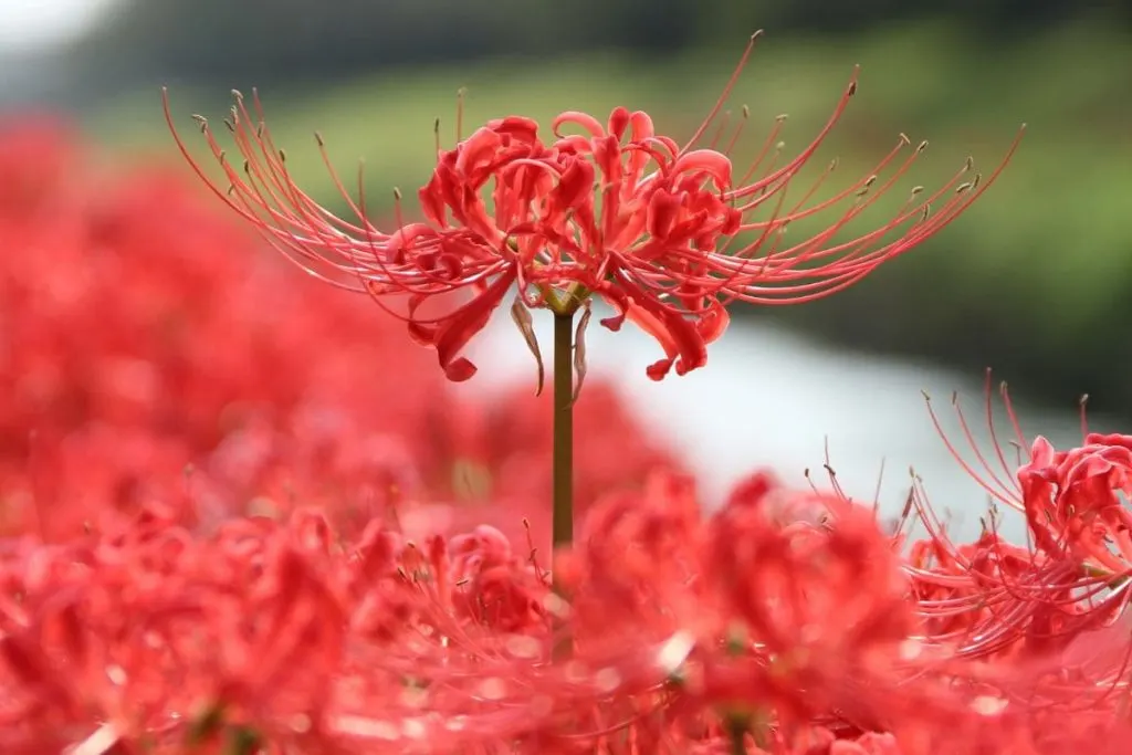 Ghibli Community Japans Flower Of Death Red Spider Lily Facebook Ghibli  CommunityGardening LandscapingHorticulture GardeningOrnamental FlowersNature  PhotographyJapan Travel Tourism Flowers Plants TreesInsects Spiders  Worms 