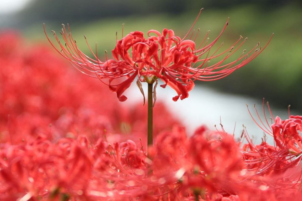 Japanese Death Flower Mysterious Red Spider Lily