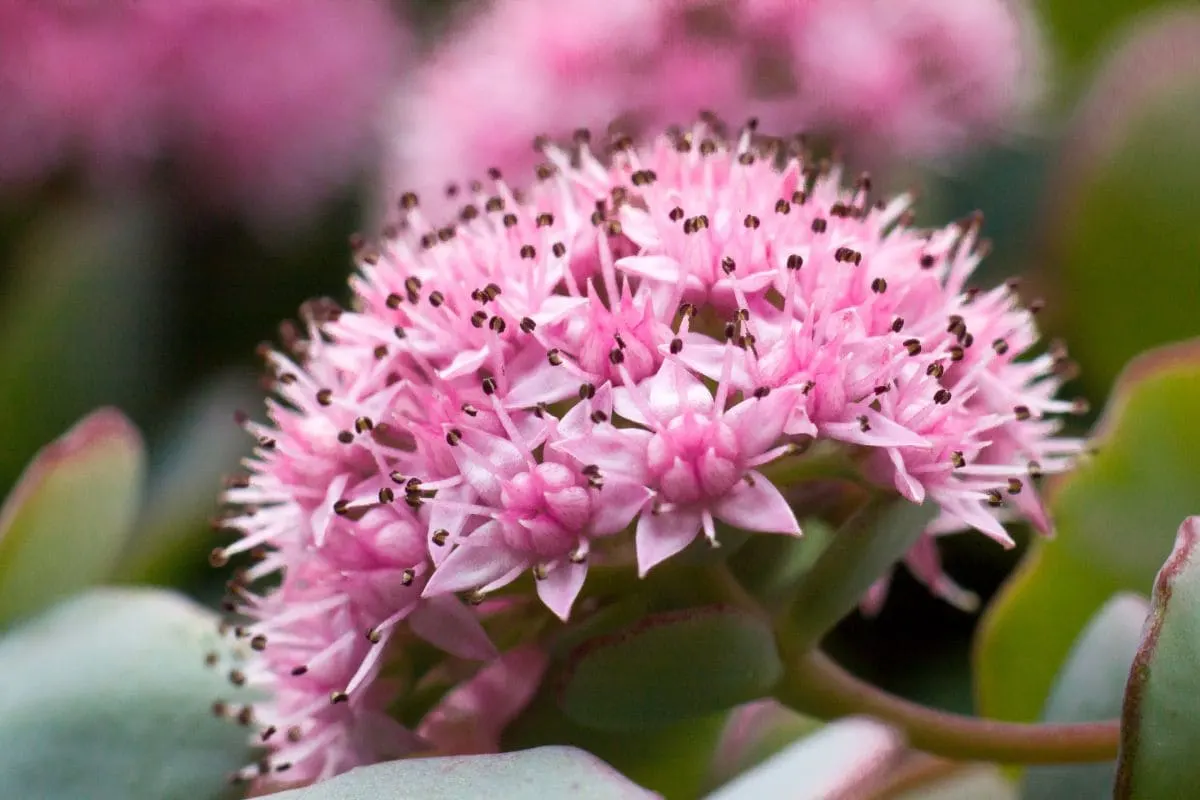 Sedum-Flower-Of-Norway-Features