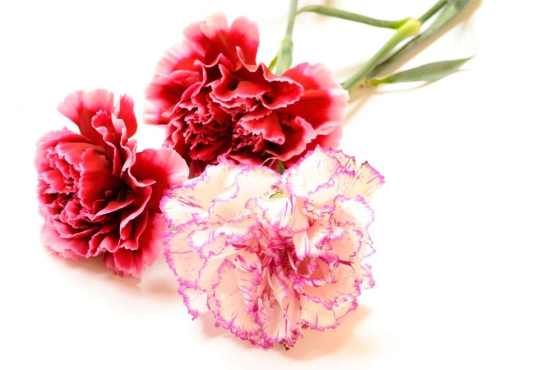 National Flower Of Spain: Hardy Red Carnation - Plantisima