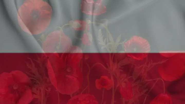 National Flower Of Poland: Red Poppies Petals