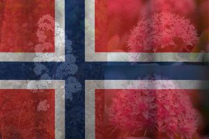 Specialty-Behind-The-National-Flower-of-Norway