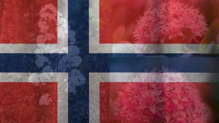 Specialty Behind The National Flower of Norway