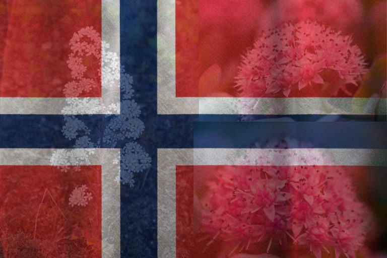 Specialty-Behind-The-National-Flower-of-Norway