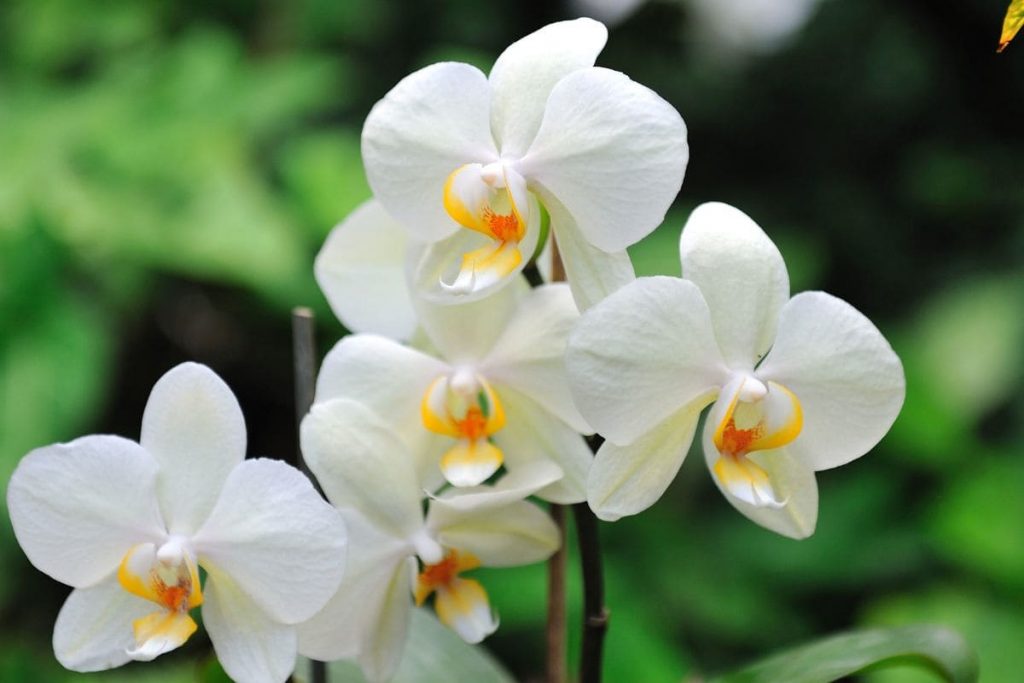 Tale Old As The Time About The White Nun Orchid