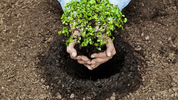 Planting Trees and New Beginnings: 47 Quotes to Inspire You