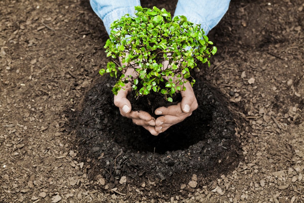 The Best Time To Plant A Tree Quote_ 47 Quotes You'll Love