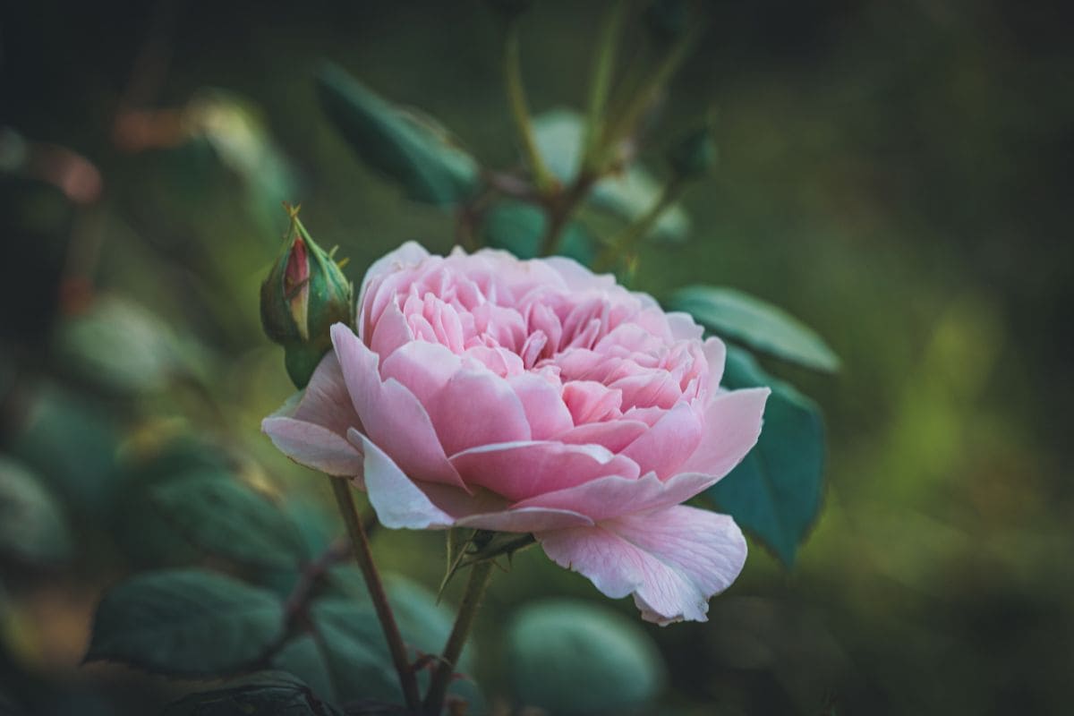 national-flower-of-england-red-white-tudor-rose