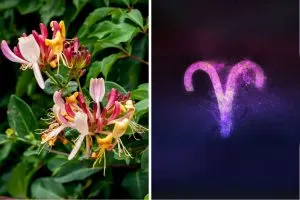 Top 5 Flowers That Capture the Essence of Aries Personality