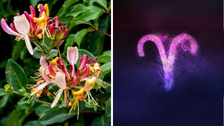 Top 5 Flowers That Capture the Essence of Aries Personality