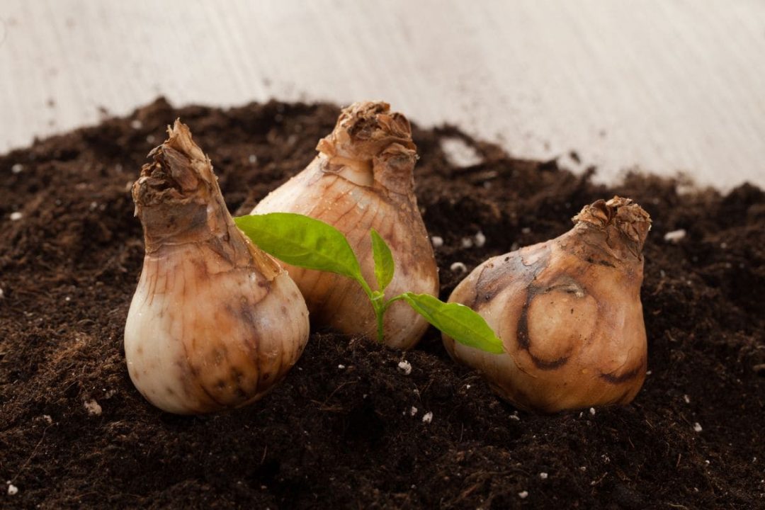 Bulb Flower Types 9 Herbaceous Flowering Plants Plantisima