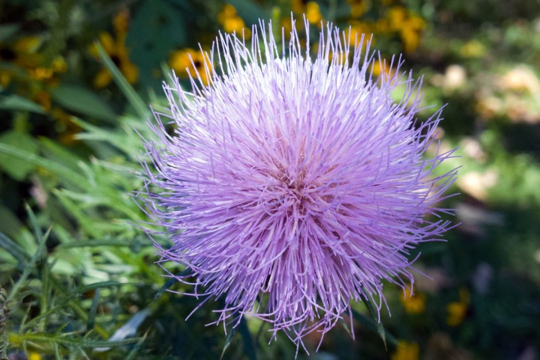 Fuzzy Flowers: 7 Incredible Fuzzy Blooms You'll Love - Plantisima