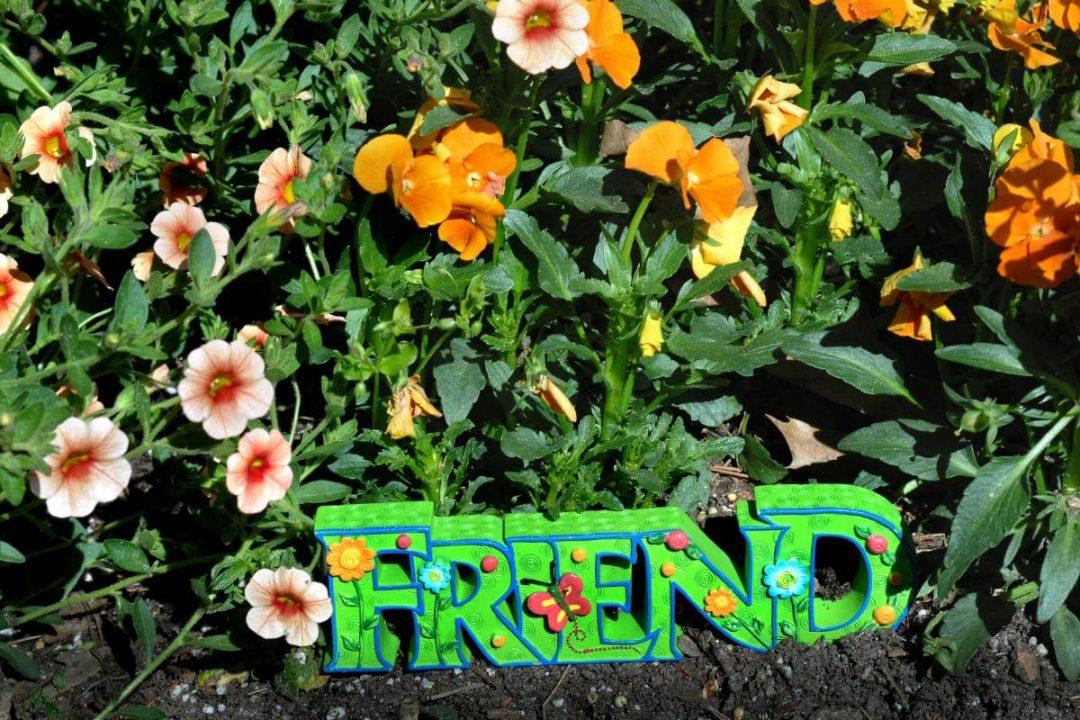 9 Flowers That Mean Friendship Meaningful Messages In Petals Plantisima