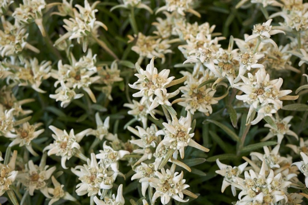 Edelweiss Flower Meaning Symbolism Of A Wild White Flower Plantisima