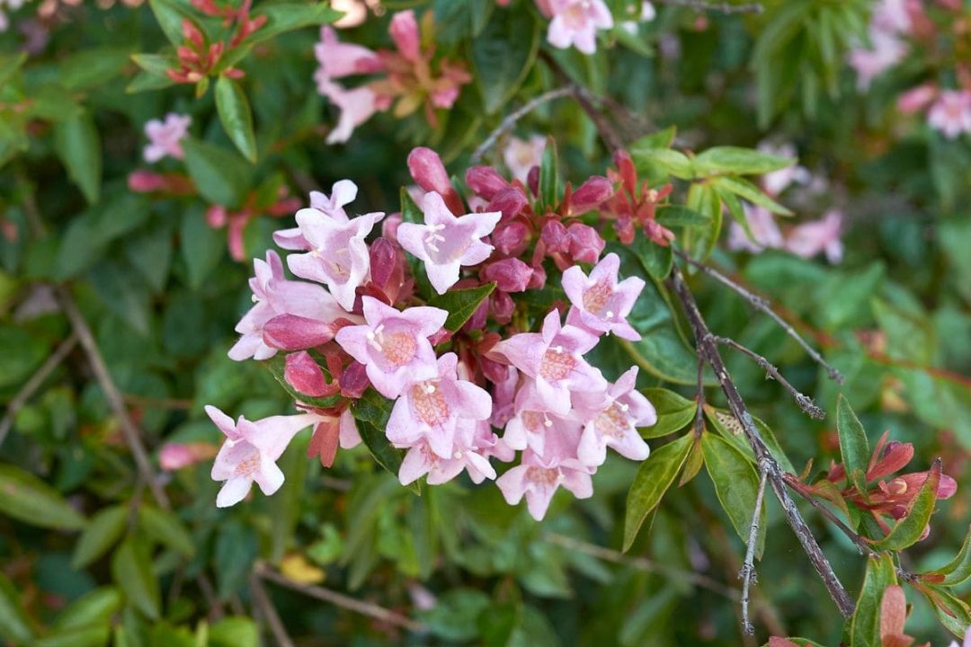 National Flower Of Sweden Pink Twinflower Linnea