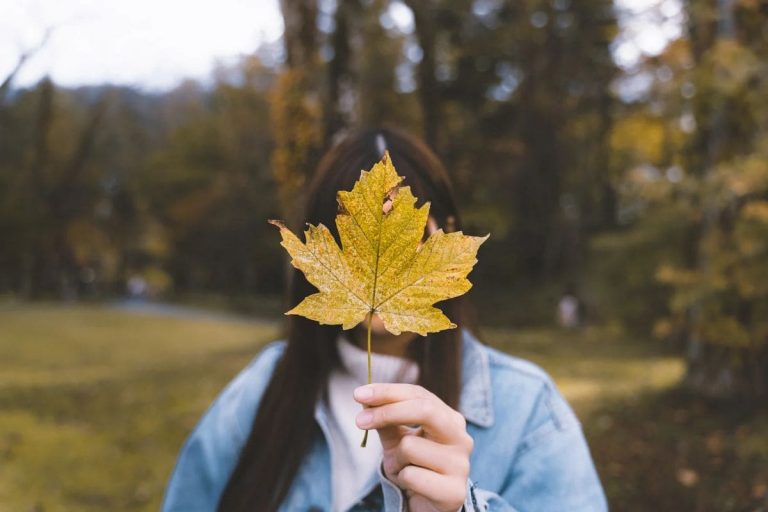 national-flower-of-canada-provincial-flower-maple-leaf-plantisima