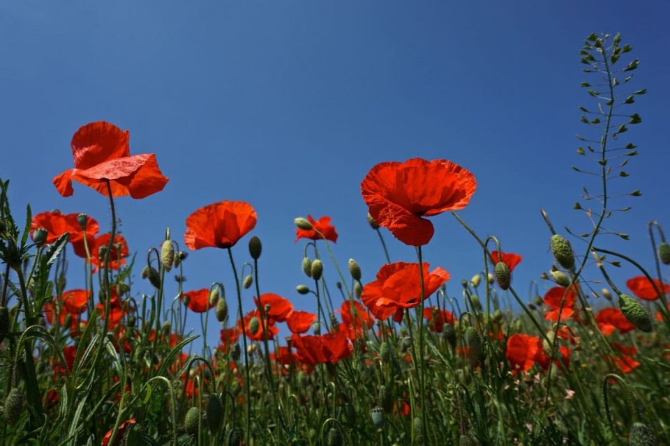 National Flower Of Poland: Red Poppies Petals - Plantisima