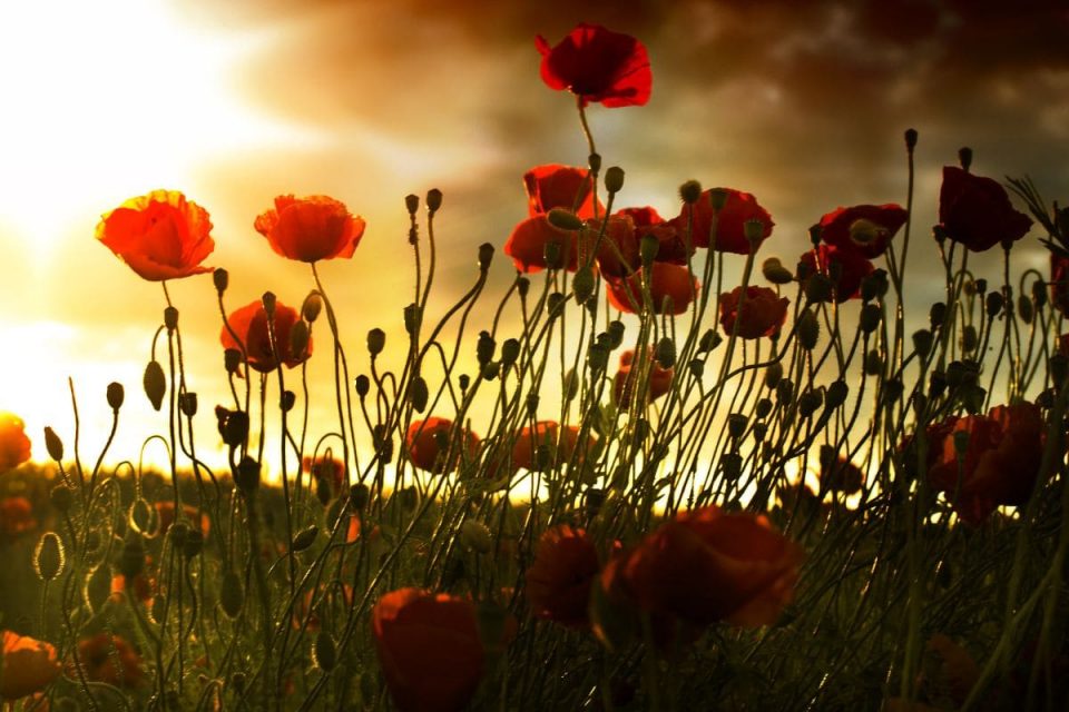 National Flower Of Poland: Red Poppies Petals