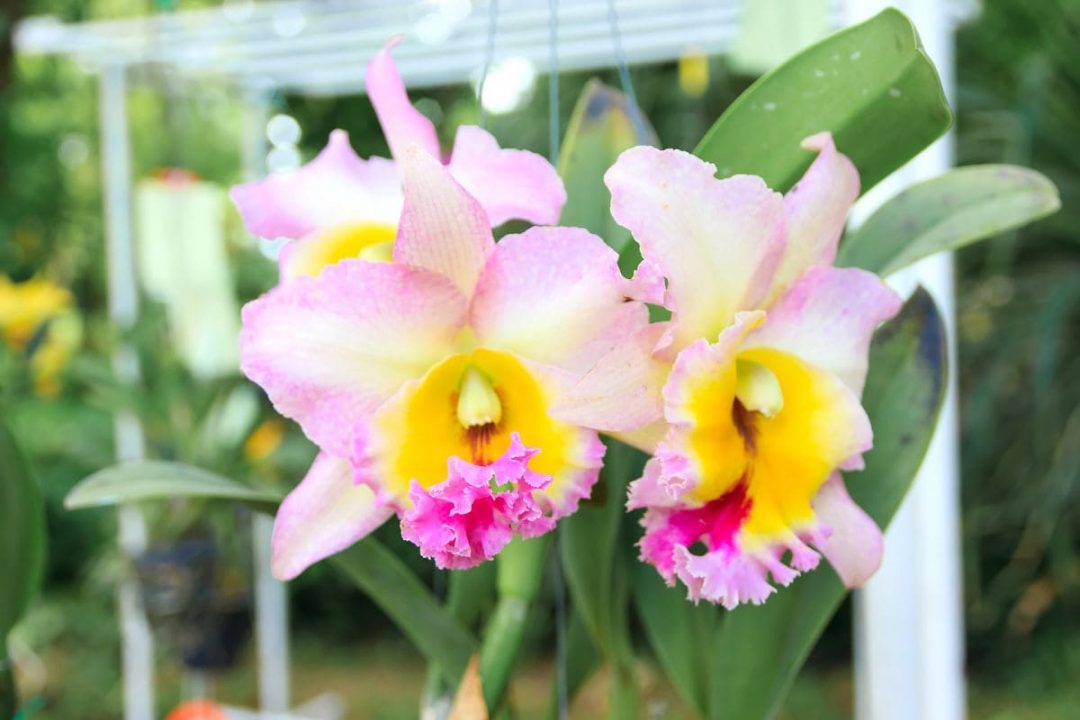 National Flower Of Brazil Trumpet Cattleya Orchid Plantisima