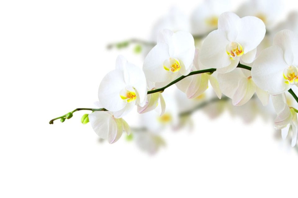 National Flower Of Guatemala: White Nun Orchid - Plantisima