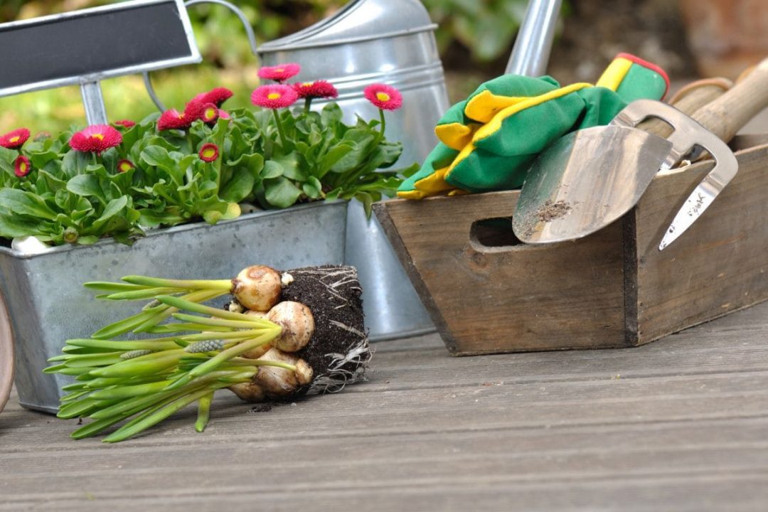 Bulb Flower Types 9 Herbaceous Flowering Plants