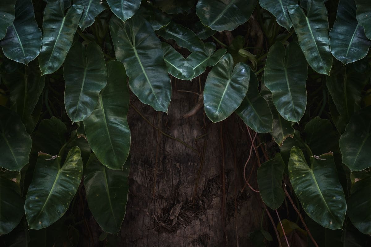 Learn What Will Happen To Plants That Are Kept In The Dark! Plantisima