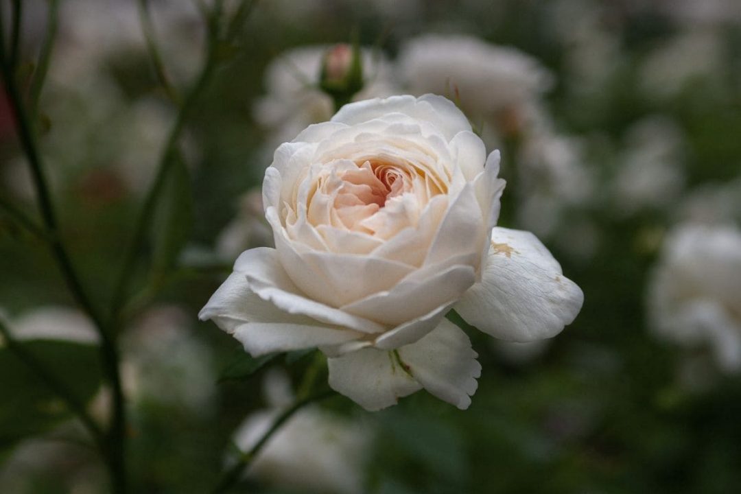 White Rose Meaning In Relationship Pure Rosa Alba Plantisima