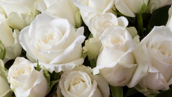 White Rose Meaning In Relationship: Pure Rosa Alba