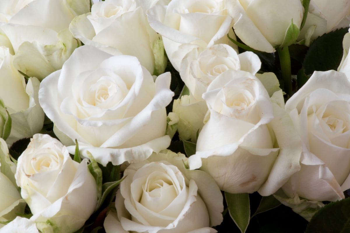 White Rose Meaning In Relationship Pure Rosa Alba Plantisima