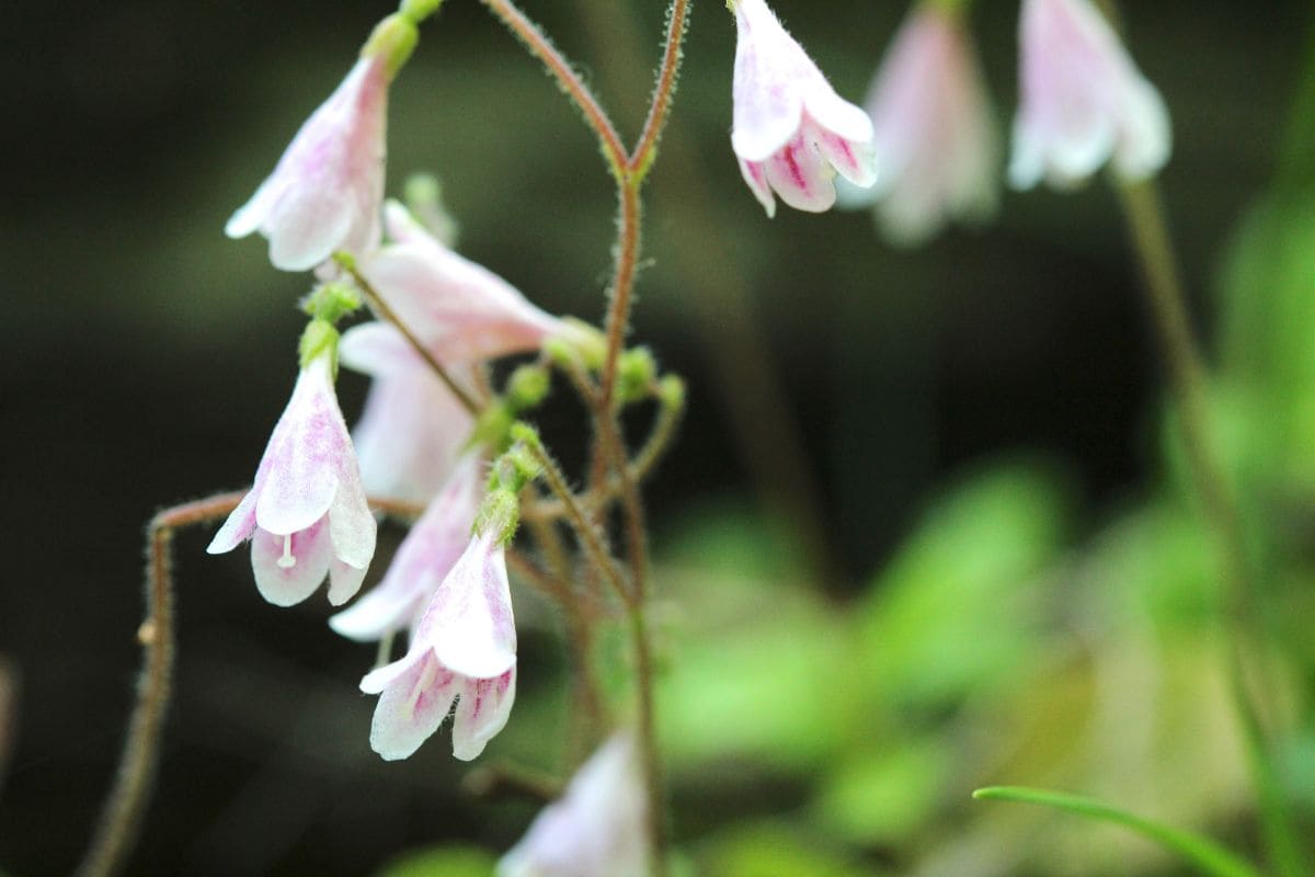 National Flower Of Sweden: Pink Twinflower Linnea - Plantisima