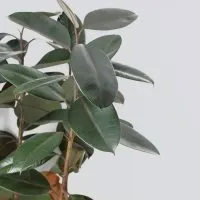 Why-Are-Rubber-Plant-Leaves-Drooping-Causes-And-Solutions