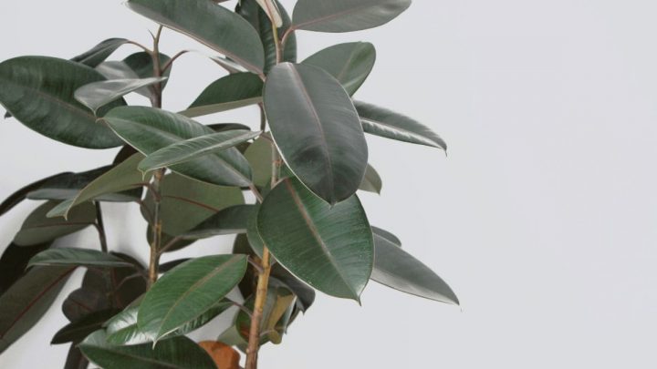 Why Are Rubber Plant Leaves Drooping? Causes And Solutions
