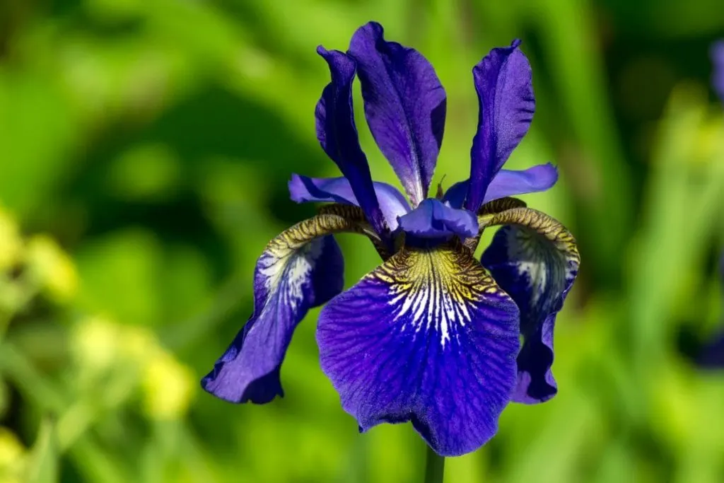 Why Is Iris Flower Called Lily Flower Since It's Not An Actual Lily_