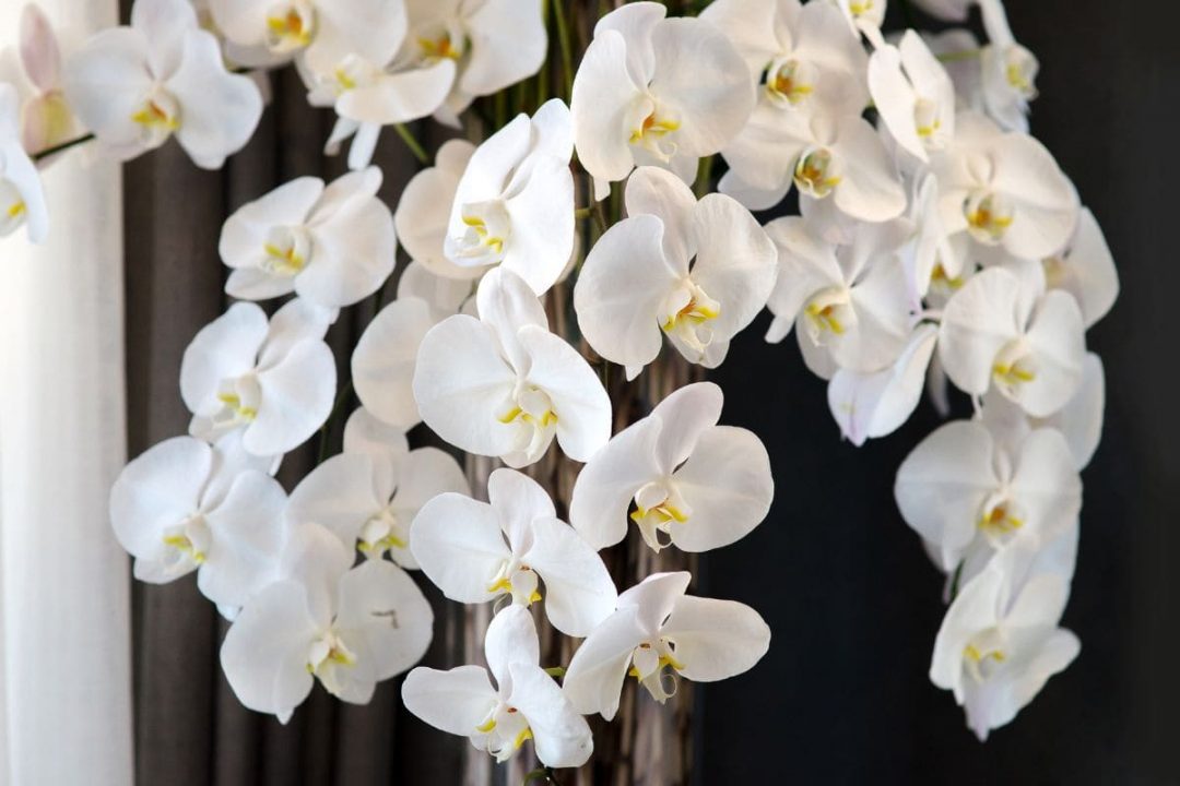 National Flower Of Guatemala: White Nun Orchid - Plantisima