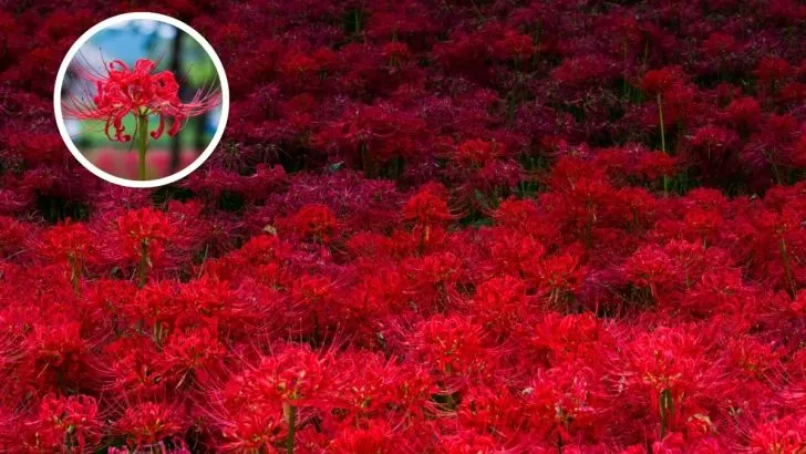 Why the Red Spider Lily is Known as Japan’s Haunting Death Flower
