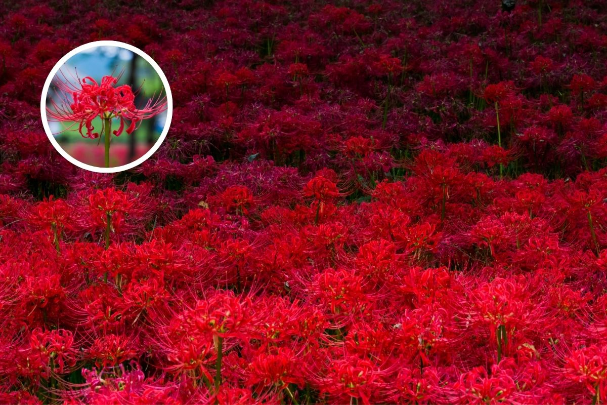 Why the Red Spider Lily is Known as Japan’s Haunting Death Flower