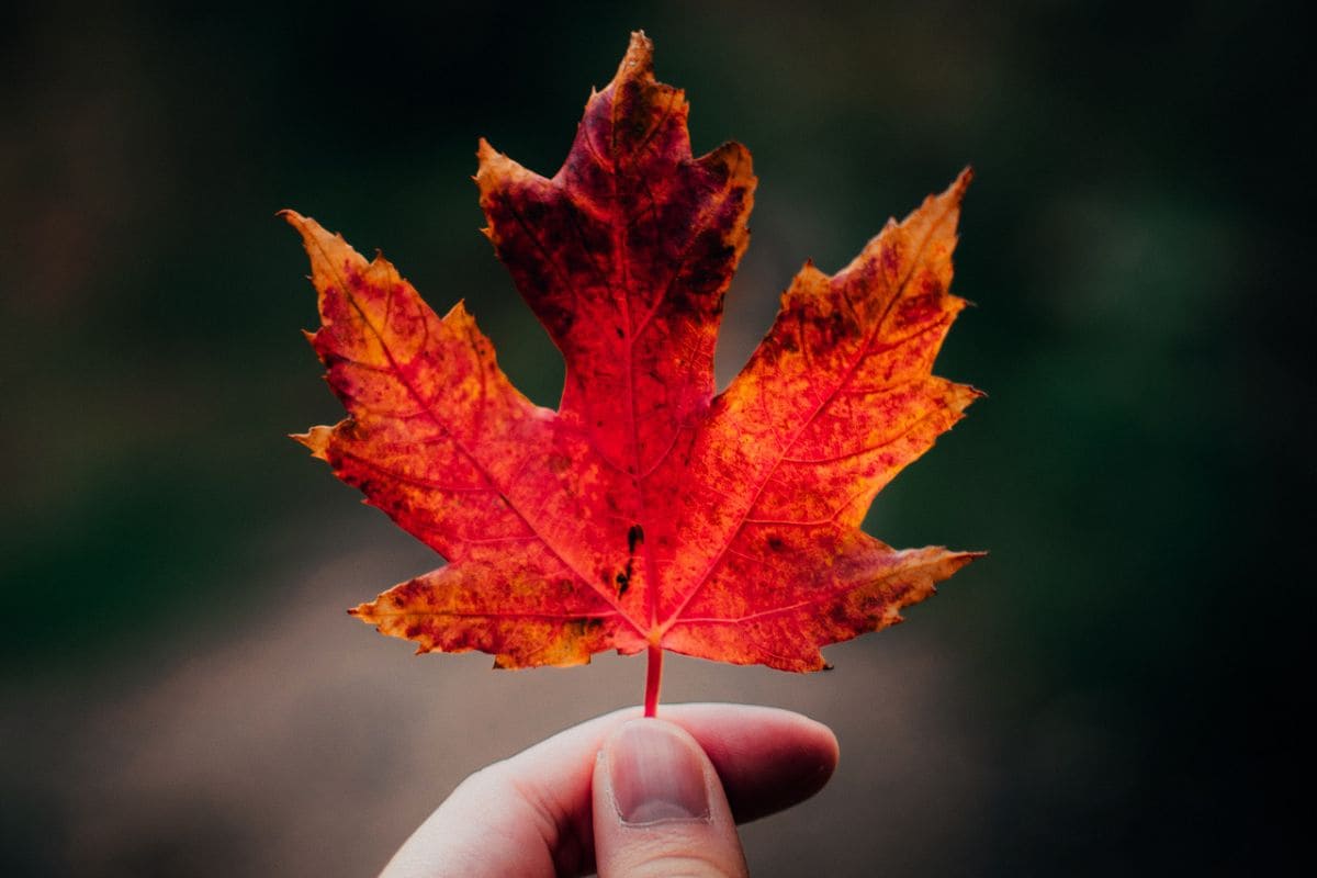 National Flower Of Canada: Provincial Flower Maple Leaf - Plantisima